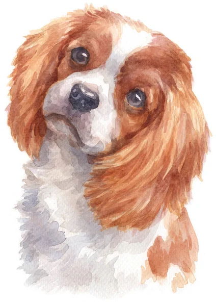 Farba Wodna Cavalier King Charles Spaniel — Zdjęcie stockowe