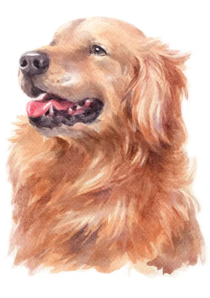 Water Colour Painting Golden Retriever — Stock Photo, Image