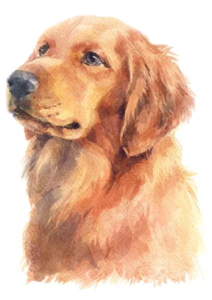 Water Colour Painting Golden Retriever — Stock Photo, Image