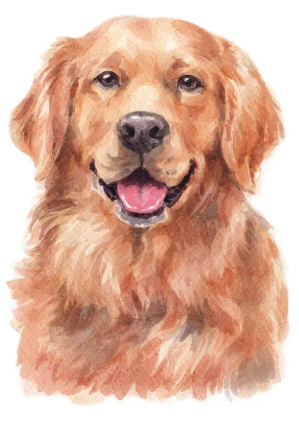 Akvarellmålning Golden Retriever — Stockfoto