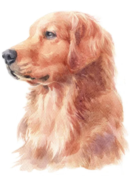 Akvarellmålning Golden Retriever — Stockfoto