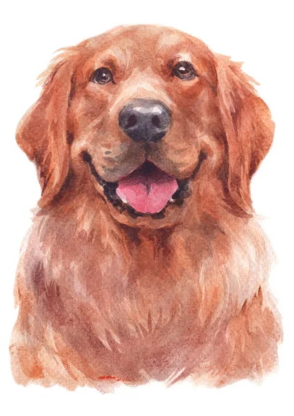 Pintura Acuarela Golden Retriever — Foto de Stock