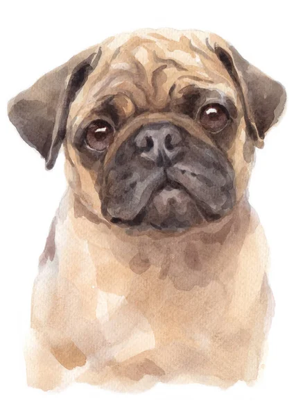 Peinture Aquarelle Pug — Photo