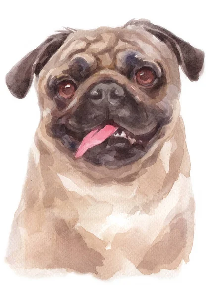 Peinture Aquarelle Pug — Photo