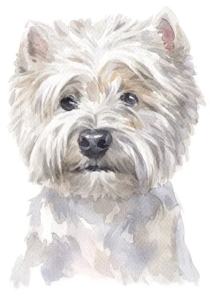 Aquarelverf Van West Highland White Terrier — Stockfoto