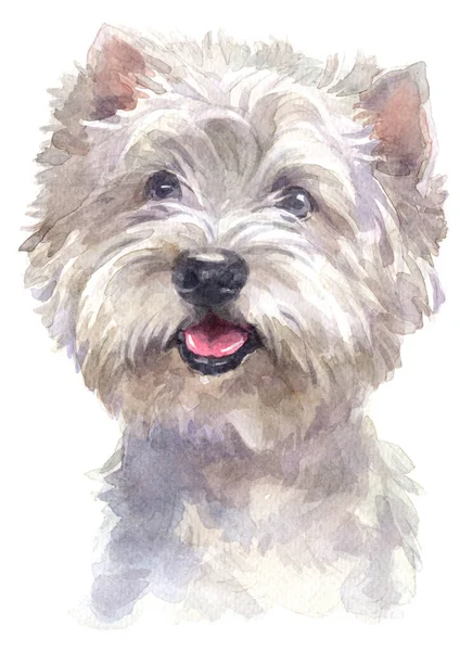 Aquarellmalerei Des West Highland White Terrier — Stockfoto