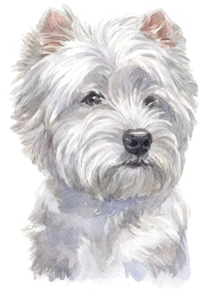 Pintura Acuarela West Highland White Terrier — Foto de Stock