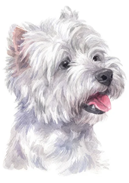 Aquarellmalerei Des West Highland White Terrier — Stockfoto