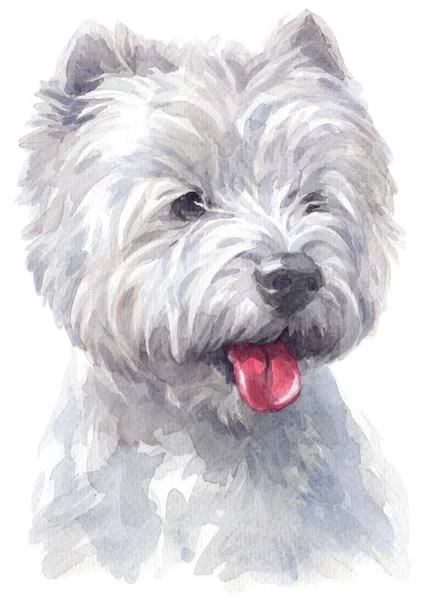 Water Colour Painting West Highland White Terrier — Stock Photo, Image