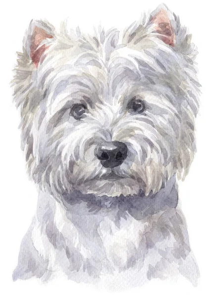 Pintura Acuarela West Highland White Terrier —  Fotos de Stock