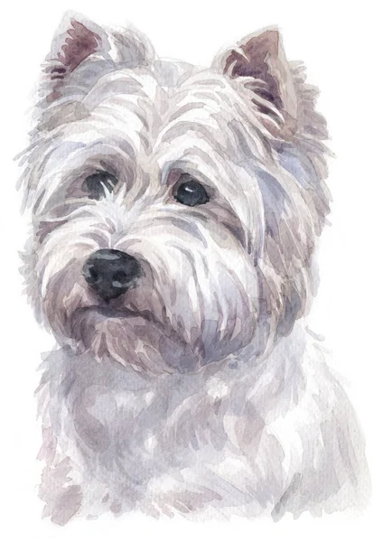 Pintura Cores Água Oeste Highland Branco Terrier — Fotografia de Stock