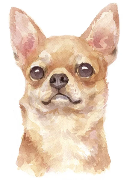 Water Colour Painting Chihuahua — Stock Photo, Image