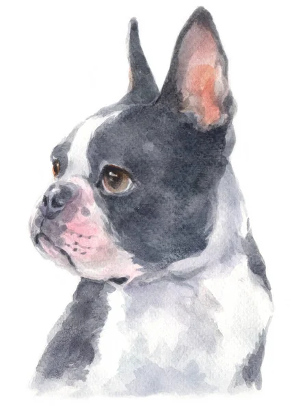 Pintura Cores Boston Terrier Imagens Royalty-Free