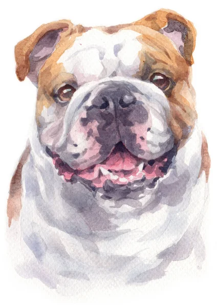 Pintura Cores Bulldog Imagem De Stock