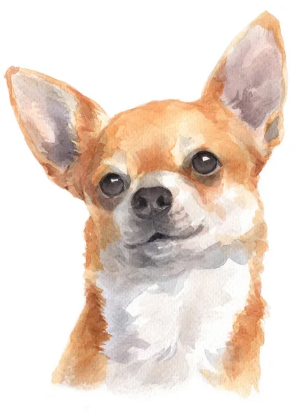 Pintura Cores Água Chihuahua Imagens Royalty-Free