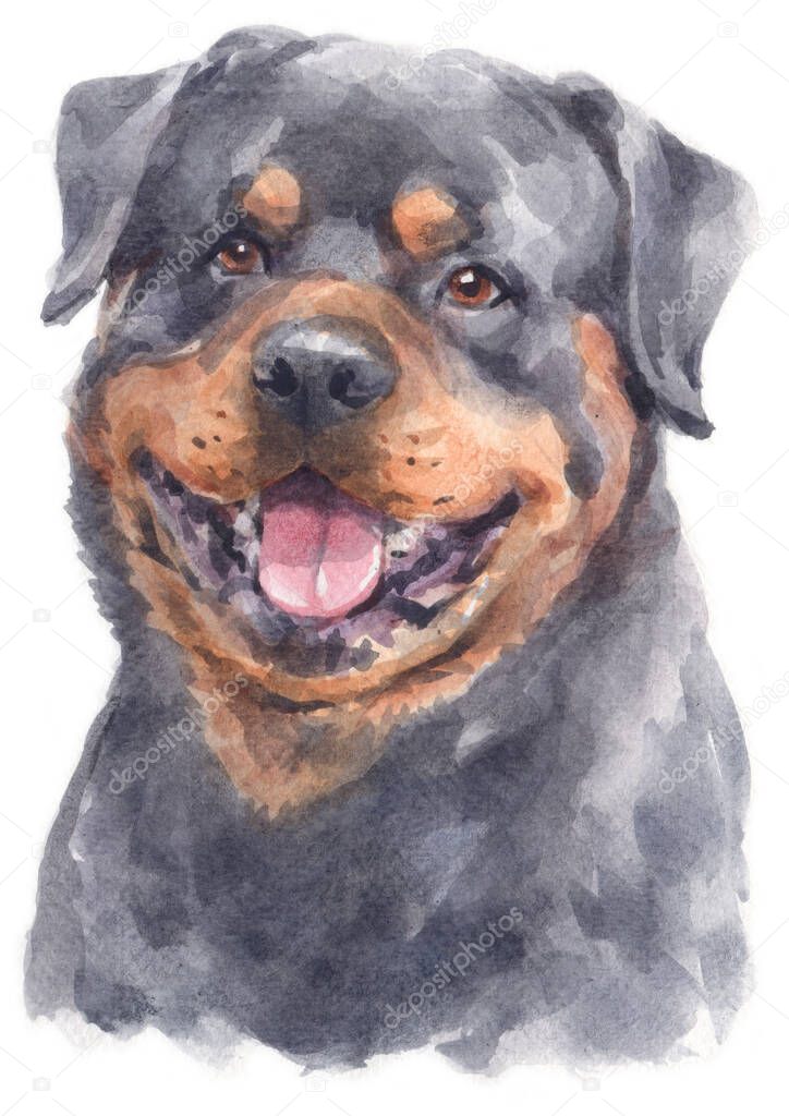 Water colour painting of Rottweiler dog