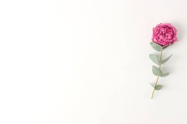 Beyaz arka planda çiçekli yumuşak düz bir kompozisyon. Güzelliği kavramsal olarak doğal vitamin kozmetik ürünü, cilt bakımı, üst görünüm, defter, katalog, kartpostal, üst görünüm, telif alanı.