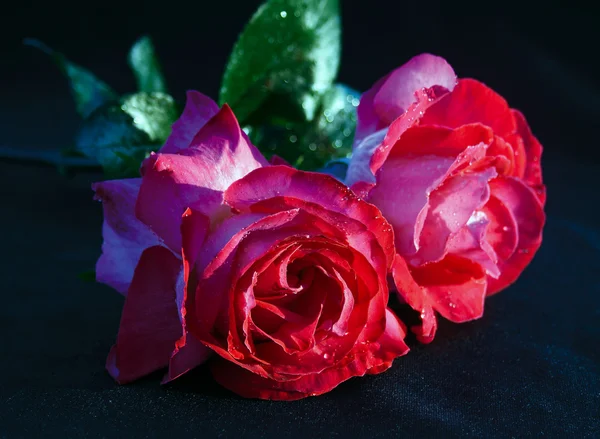 Rosas sobre un fondo oscuro — Foto de Stock