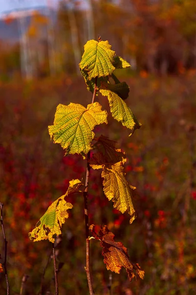 A branch of a young plant, a tree with withering leaves