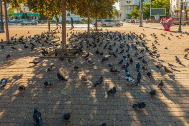 Novorossiysk şehrinin merkezi vatandaşlar için dinlenme yeridir. Bu yerde birçok güvercin kuşu vardır.