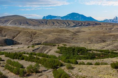 Orman şeritleri olan kumlu ve loamy tepeleri