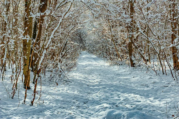 Wąska Polana Lesie Pokryta Śniegiem — Zdjęcie stockowe