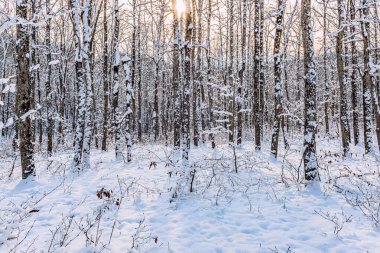 Kış ormanında karla kaplı bir açıklık