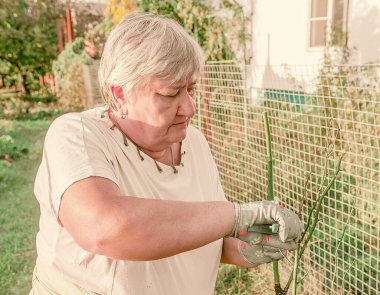 Gül bitkisinin tohumu toprağa ekilecek.