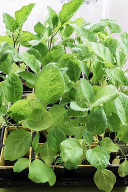 Evde yetişen patlıcan fideleri.