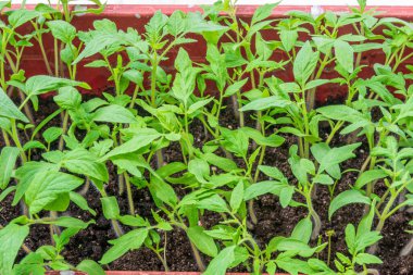 Domates fideleri evde yetişiyor.