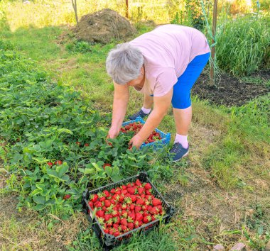 Bir kadın bahçe yatağından çilek topluyor.