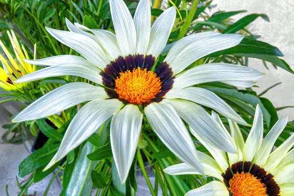 Dekoratif çiçek açan Gazania çiçeğinin makro fotoğrafı
