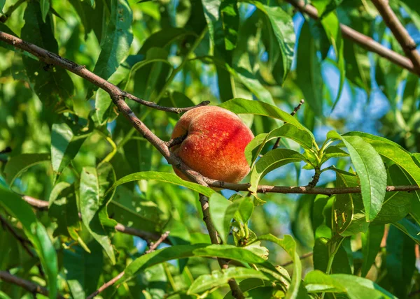 Ripe Juicy Peach Tree Branch — Stock Photo, Image