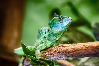 Tüylü basilisk (Basiliscus plumifrons)