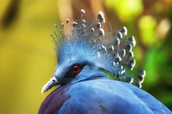 Victoria Crowned Pigeon (Goura victoria) — Stock Photo, Image