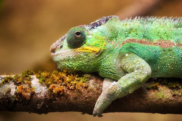 Пантера Хамелеон (furcifer pardalis ) — стоковое фото