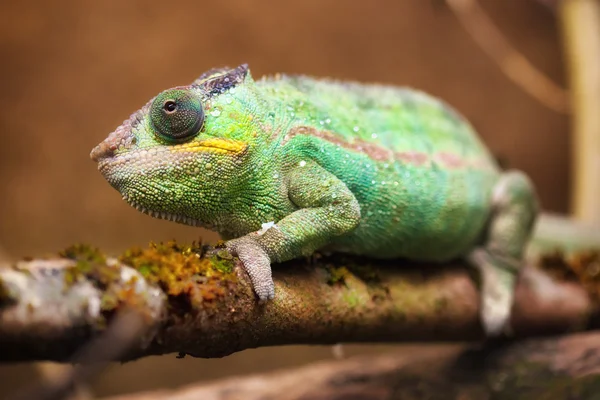 Pantera Chameleon (furcifer pardalis ) — Foto Stock