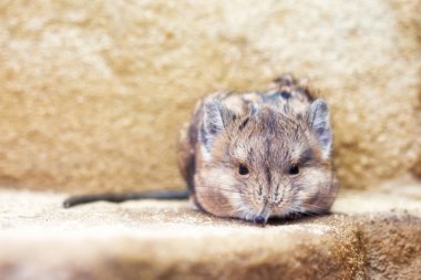 Yuvarlak kulaklı sı (Macroscelides proboscideus)