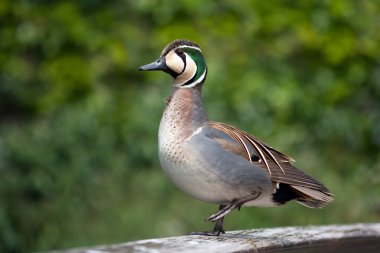 Baikal teal standing on one foot clipart