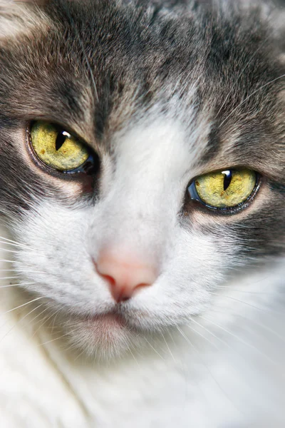 Nahaufnahme Porträt Einer Grauen Und Weißen Katze — Stockfoto