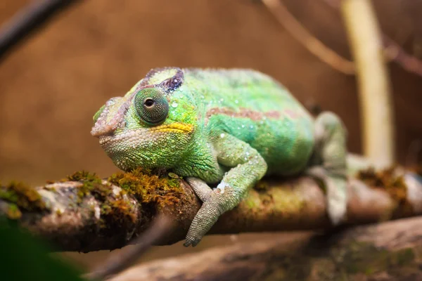 只 panther 变色龙 （furcifer 中) — 图库照片