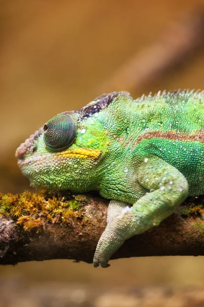 Camaleão-pantera (furcifer pardalis ) — Fotografia de Stock