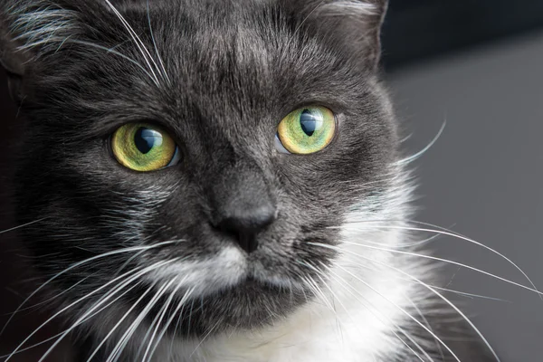 회색 고양이의 모습 — 스톡 사진