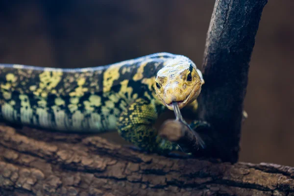 Monitor de agua de cabeza amarilla (Varanus cumingi ) —  Fotos de Stock