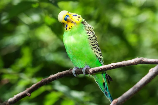 Budgerigar verde sentado em um ramo — Fotografia de Stock