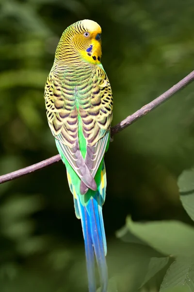 Green Budgerigar sitting on a branch — Stock Photo, Image