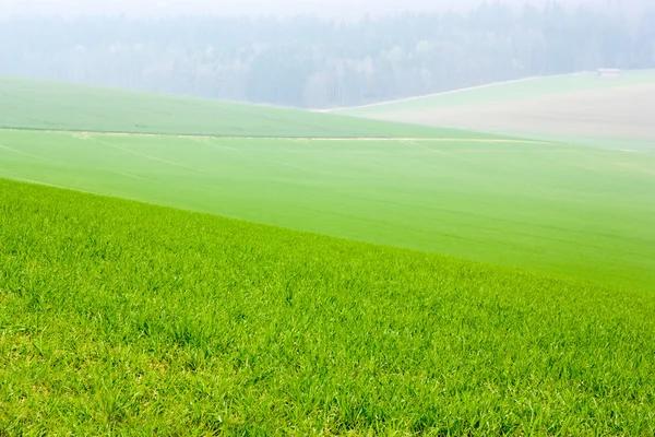 Landsbygdens landskap med gröna fält — Stockfoto