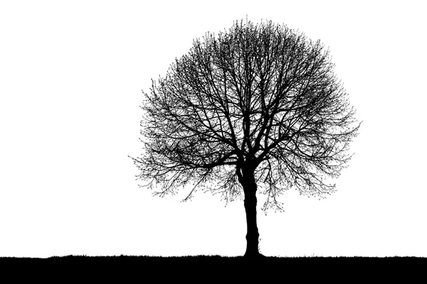 Silhouette di un albero solitario Foto Stock Royalty Free