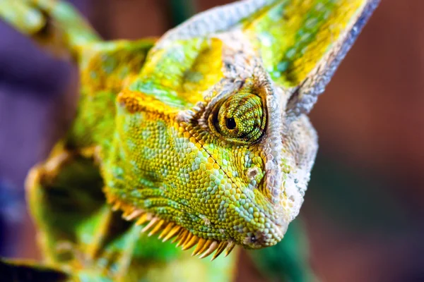 Chameleon jemenský (chamaeleo calyptratus) — Stock fotografie