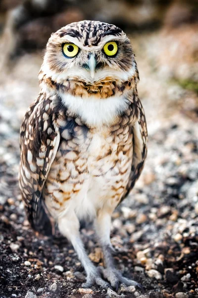 Búho madriguero (Speotyto cunicularia ) — Foto de Stock